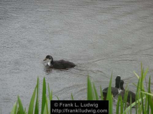 Coots